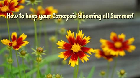 should you cut back coreopsis.